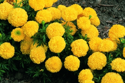 Picture of Marigold African - Inca Series F1 Yellow
